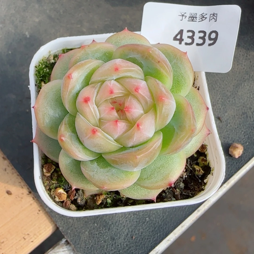 胭脂珍妮，4339多肉植物