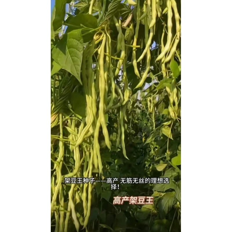 B-003【满3包包邮  满5包送一包】无筋架豆种子
