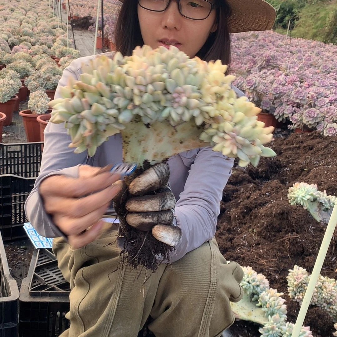 679 淡雪锦朵朵缀化 一物一拍