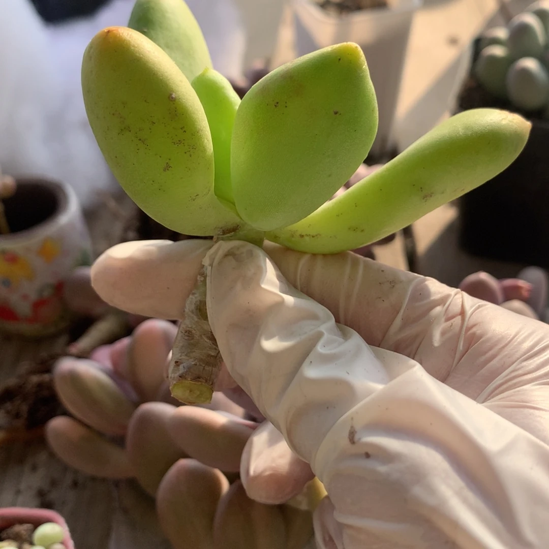 乌里维亚 乌里韦亚？