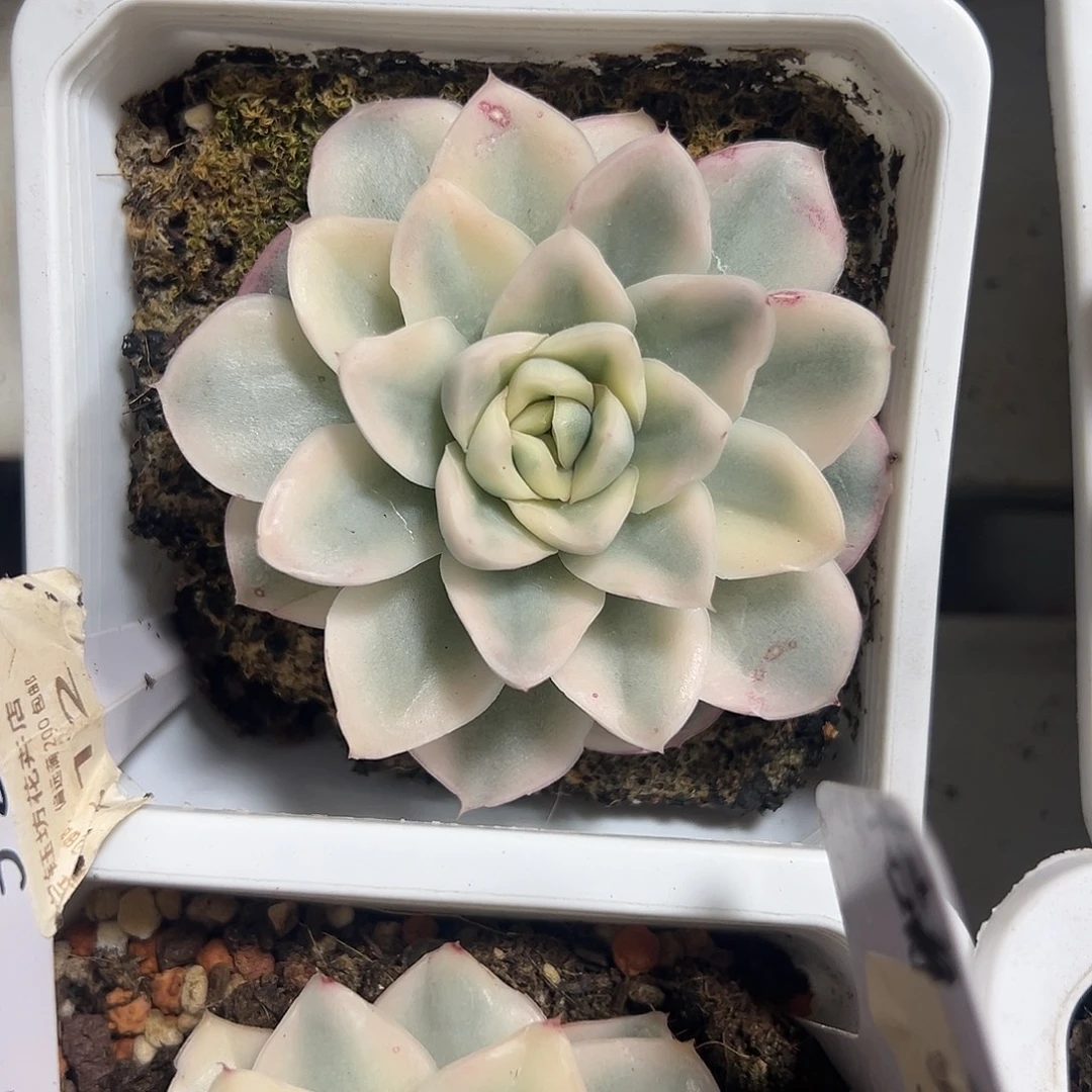 雪鸢锦多肉植物满38包邮