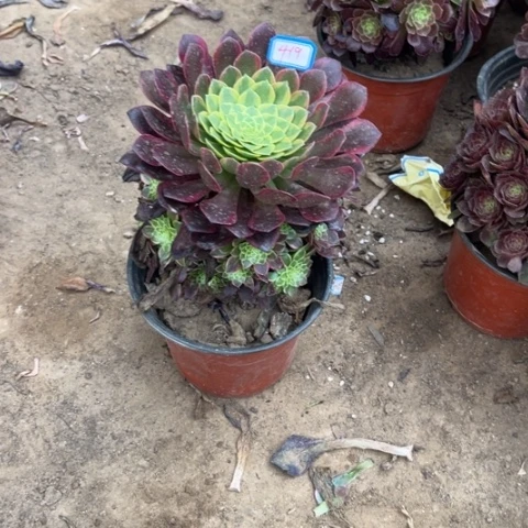 荔*419多肉植物组合