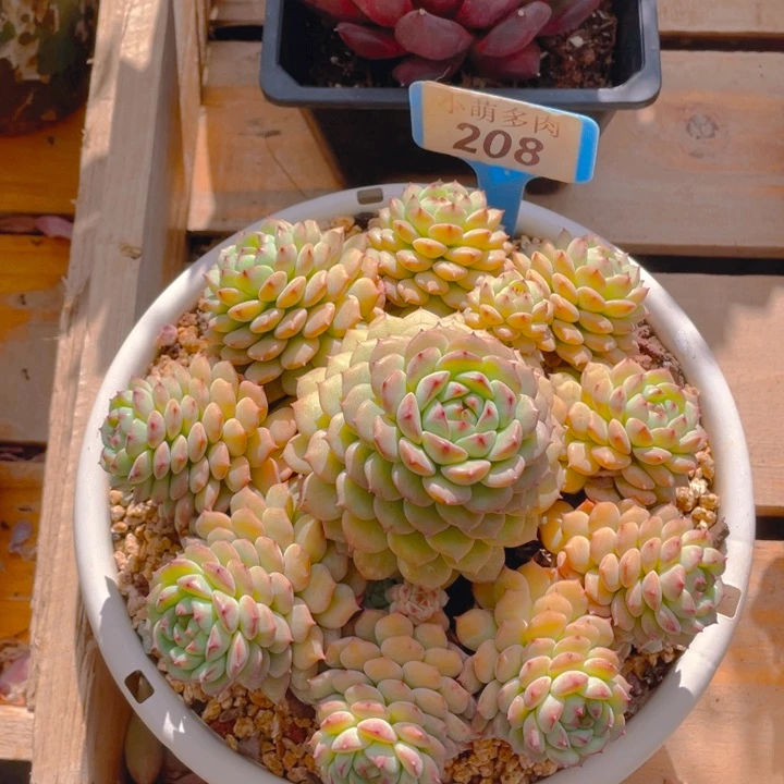 ?*妈谢谢你的支持000000208