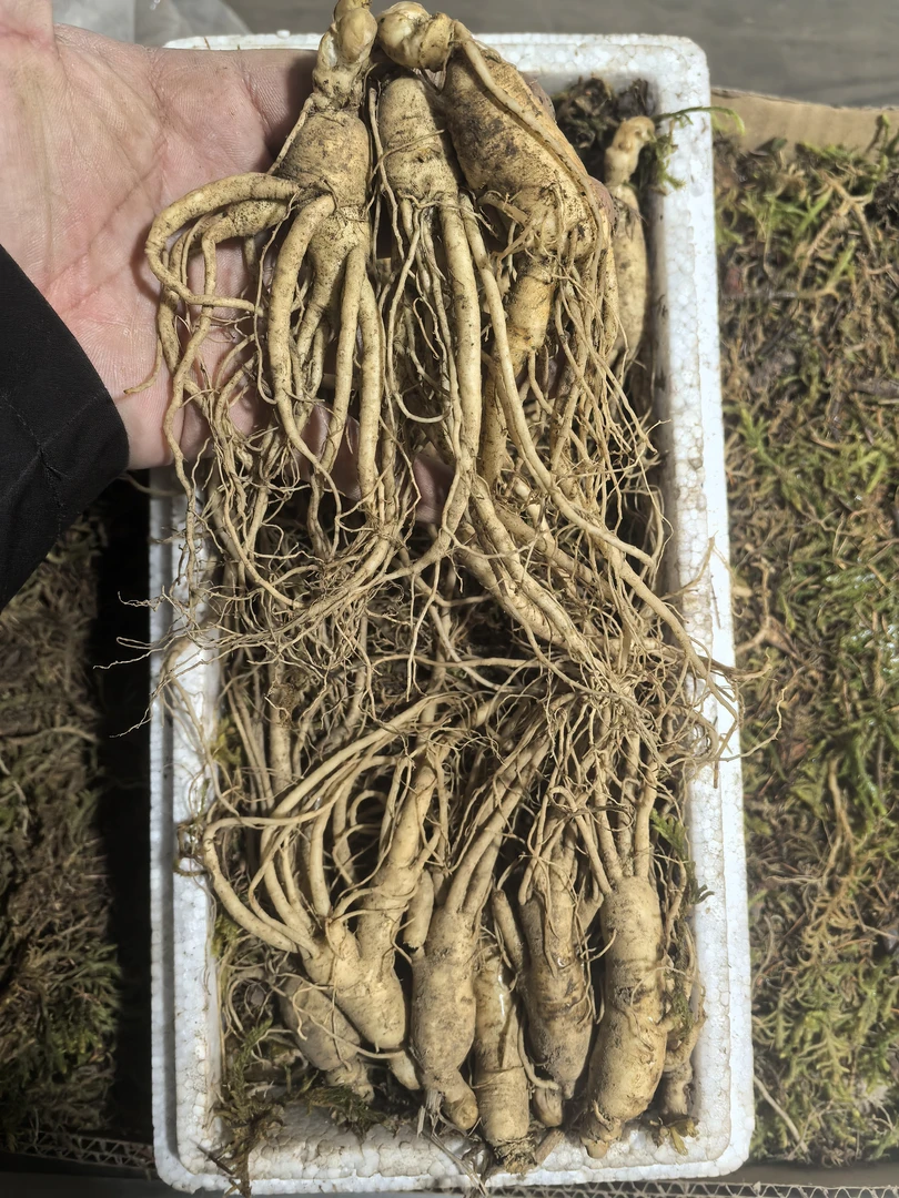 【13-16支半斤装】长白山新鲜人参 煲汤泡水（250g左右支持试吃两根）