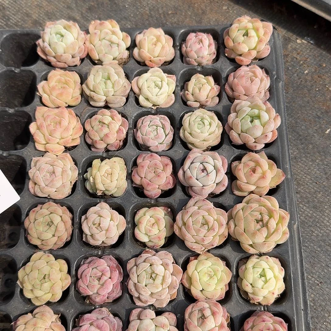 四十颗糖心珍妮8-1量拍