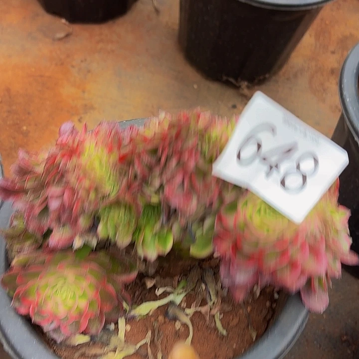 多肉植物缀化648