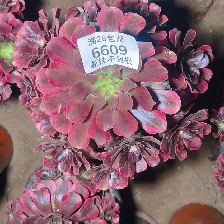 6609美杜莎多肉植物