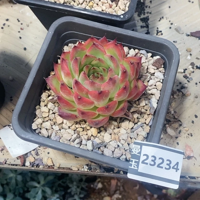 【闪购商品】篝火23234