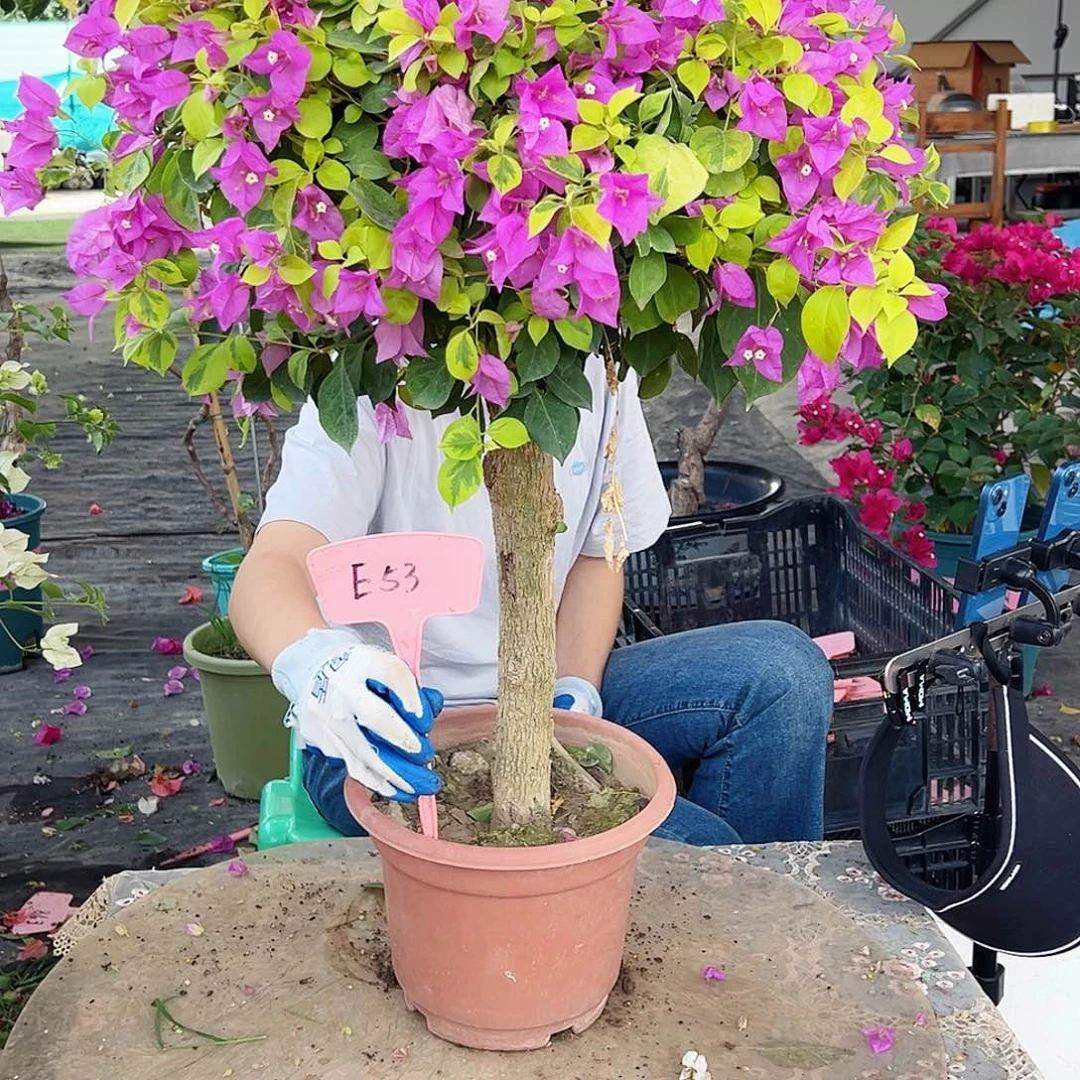 微***雨大部分花苞少量开放E53嫁接金钱豹