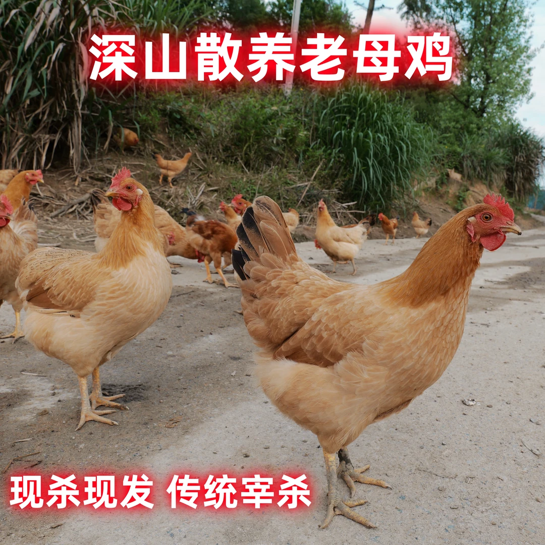 皖南正宗纯散养黄油跑山老母鸡皖南土鸡高山散养煲汤满屋飘香