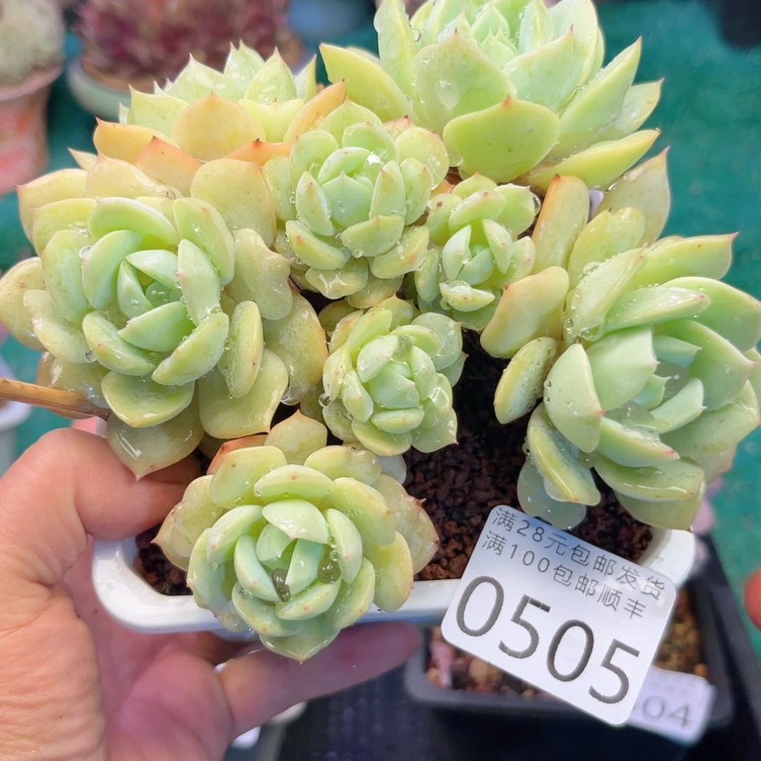 大0505，bv v b b m m