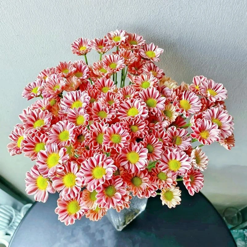 玲珑吉姆雏菊盆栽四季开花适合室内阳台庭院地栽变色菊花耐热耐寒