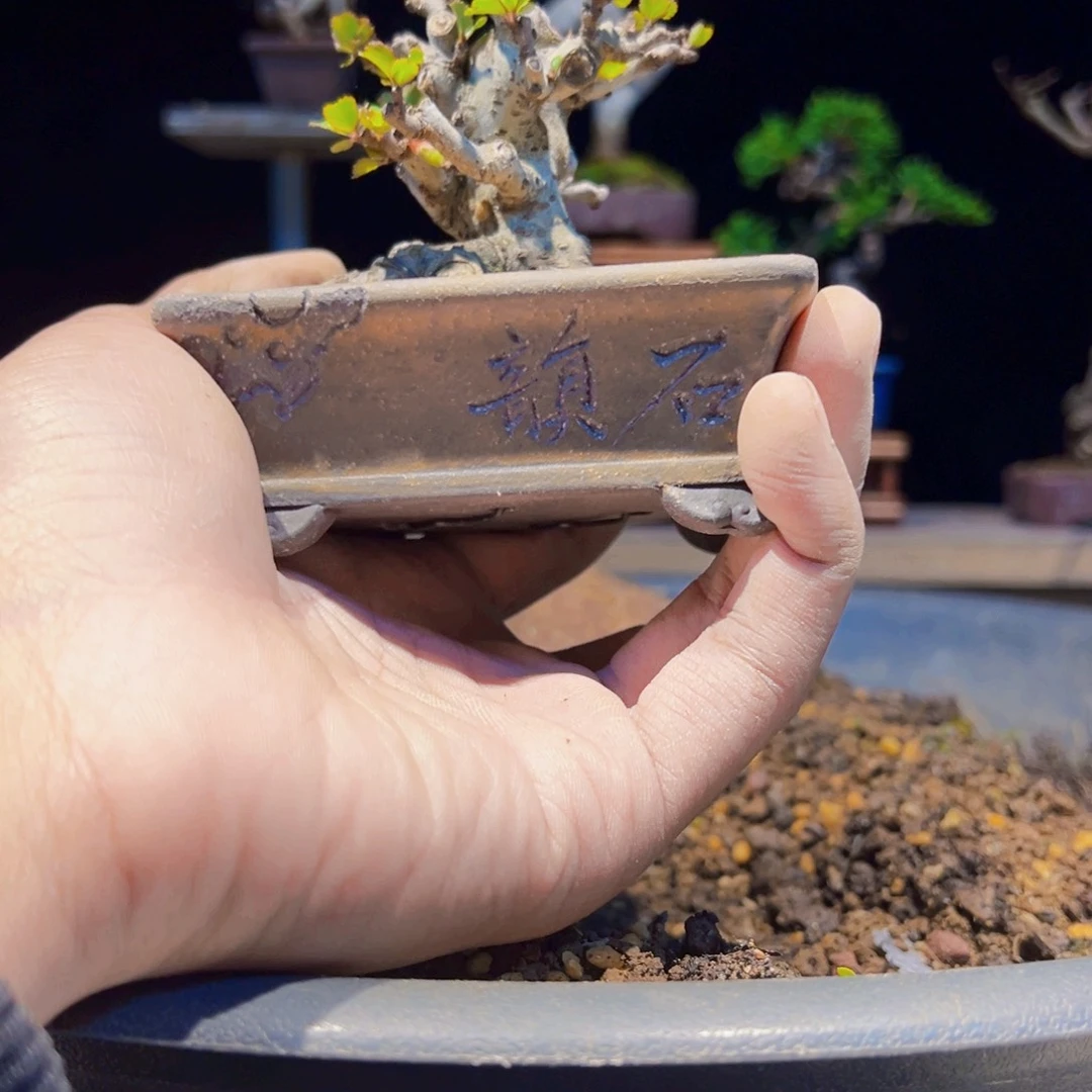 无花朵盆景1111111111111