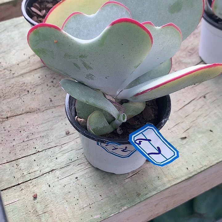 希***嘻一物一拍白眉多肉67