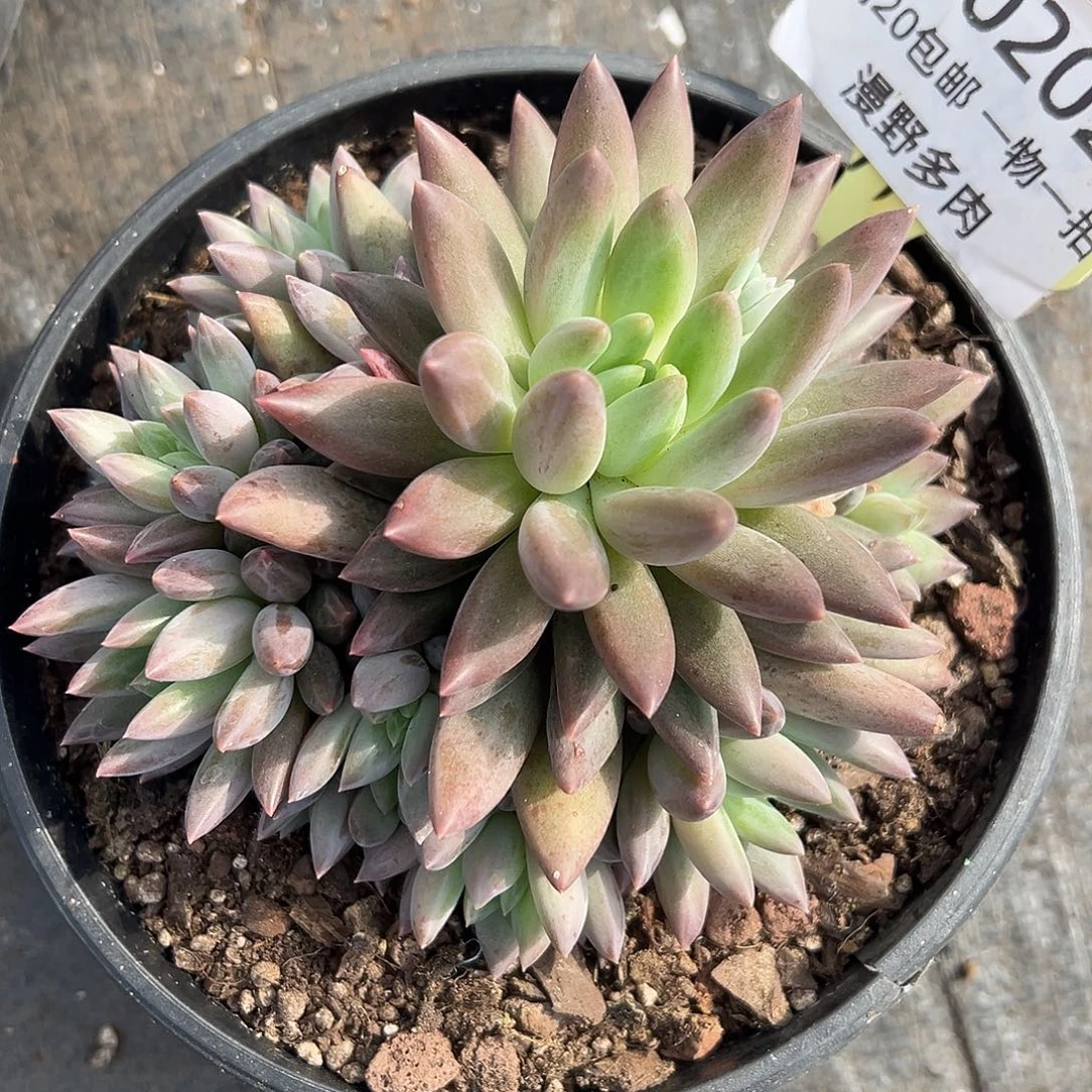 1102028 红蜻蜓群生无砍多头