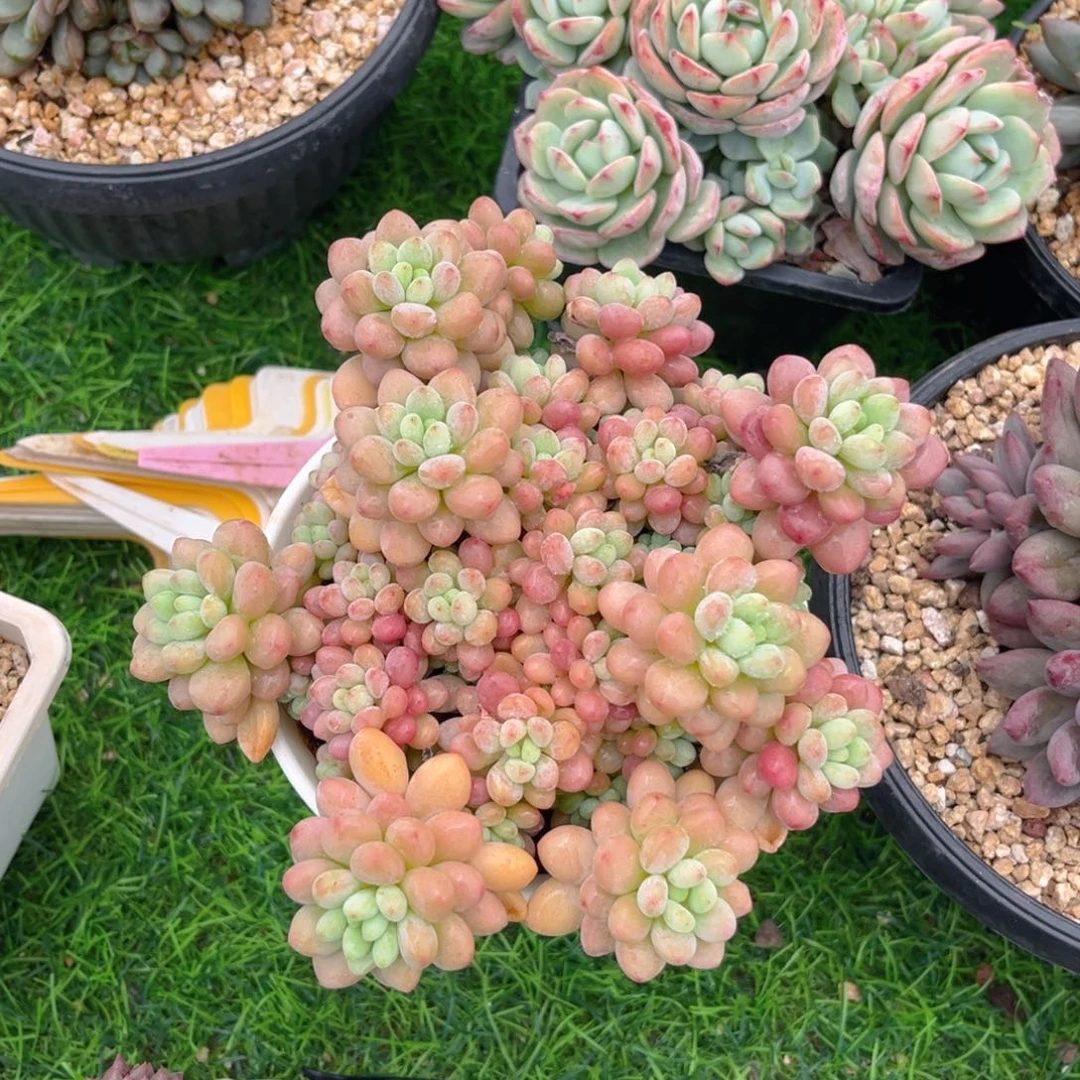 鱼子酱5569999999