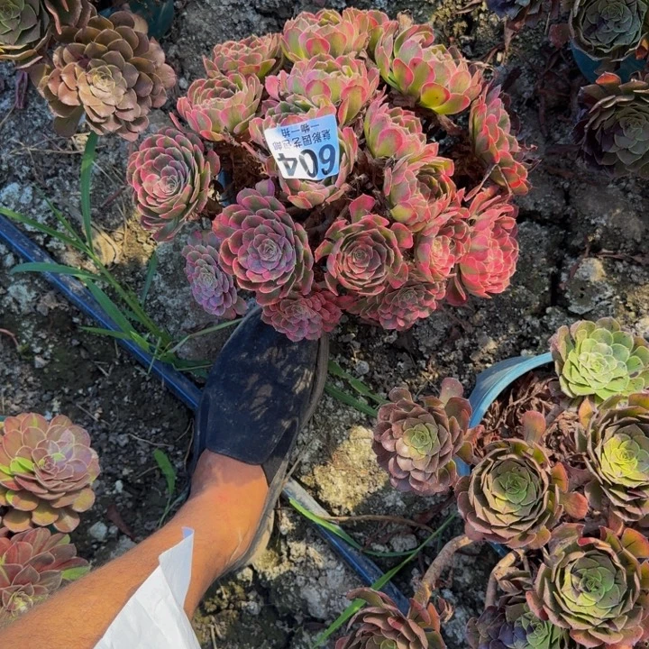 白月光25-48包邮花花