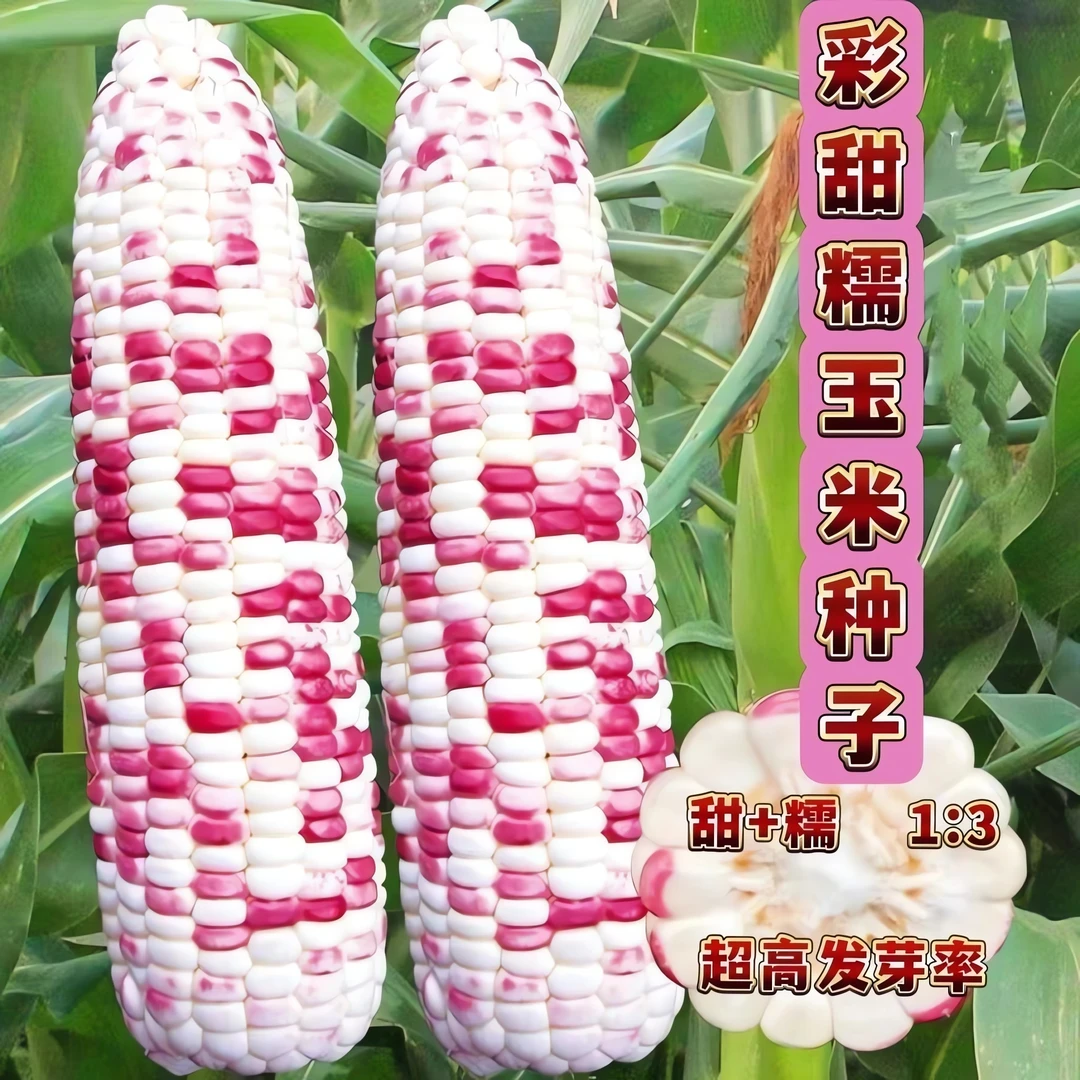 新品种大棒型糯彩玉米种子高产超甜超糯玉米种子早熟80天原装种子