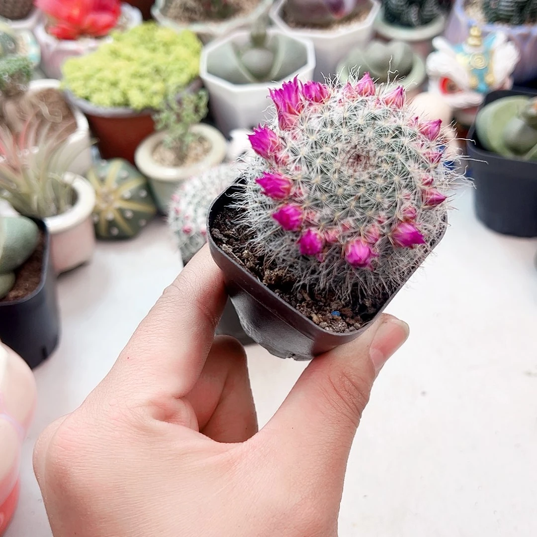带花苞玉稳仙人球