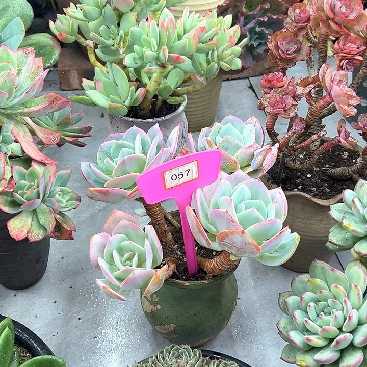 淡***️雪风多肉植物057科