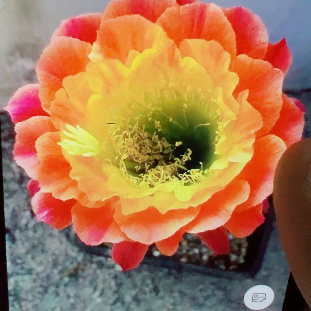 毛花柱 大满贯 侧芽 满20包邮