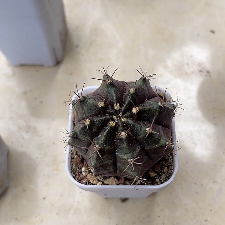 无花朵实生米哈仙人球
