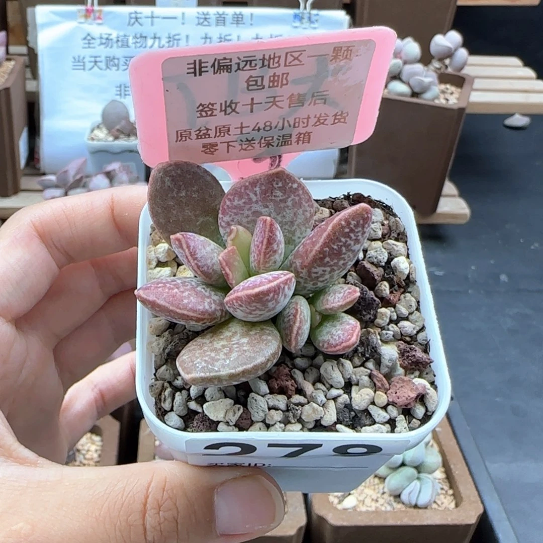 278红舒缇多肉植物