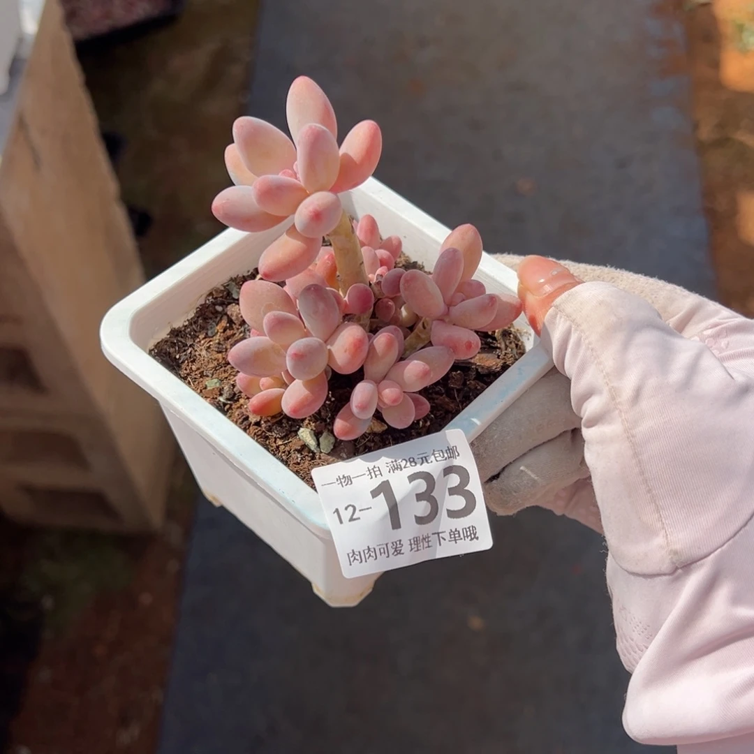 A*s樱花奶多肉多多肉多肉多肉多肉多肉