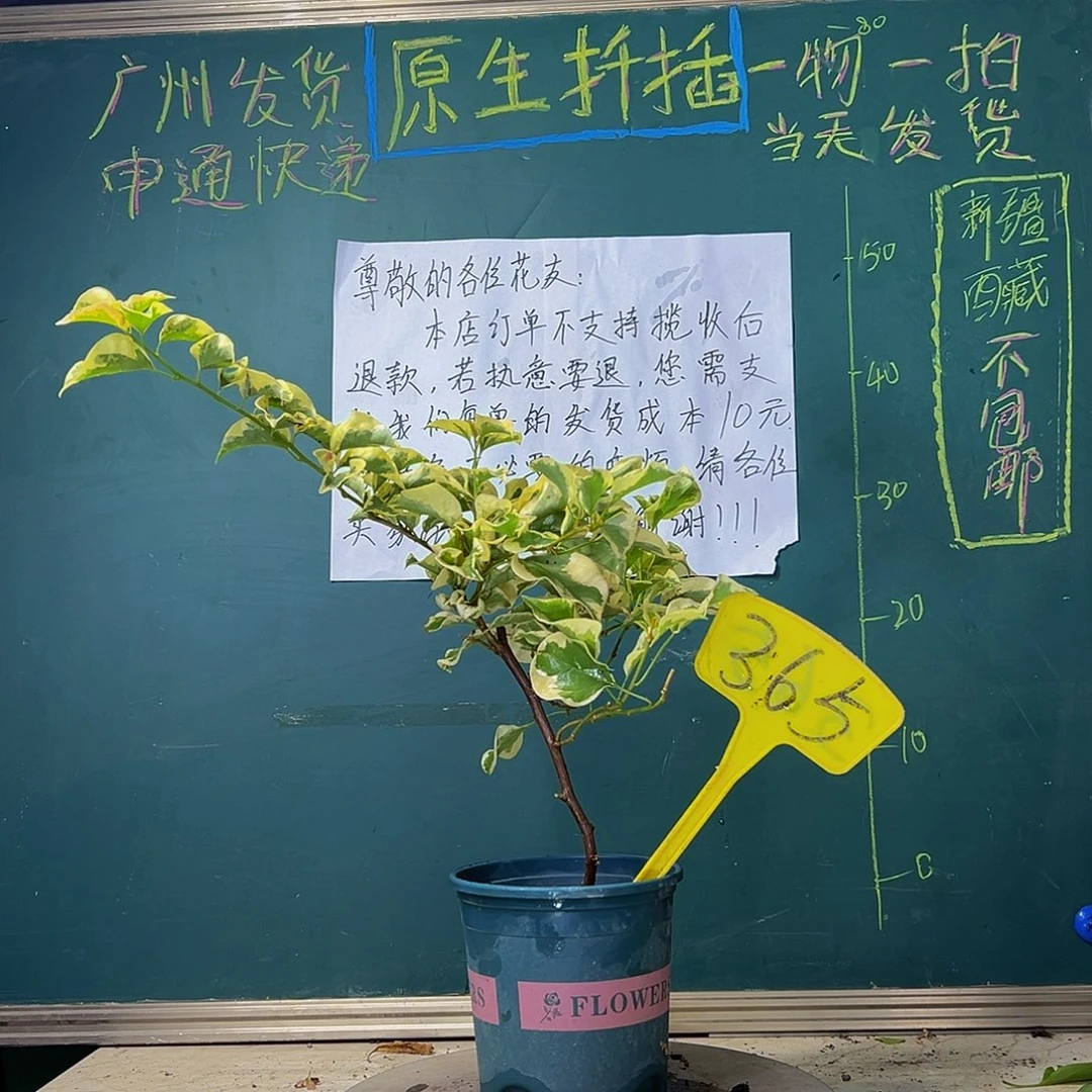 当前无花栽培后可以开花 造型杆 金边黄365