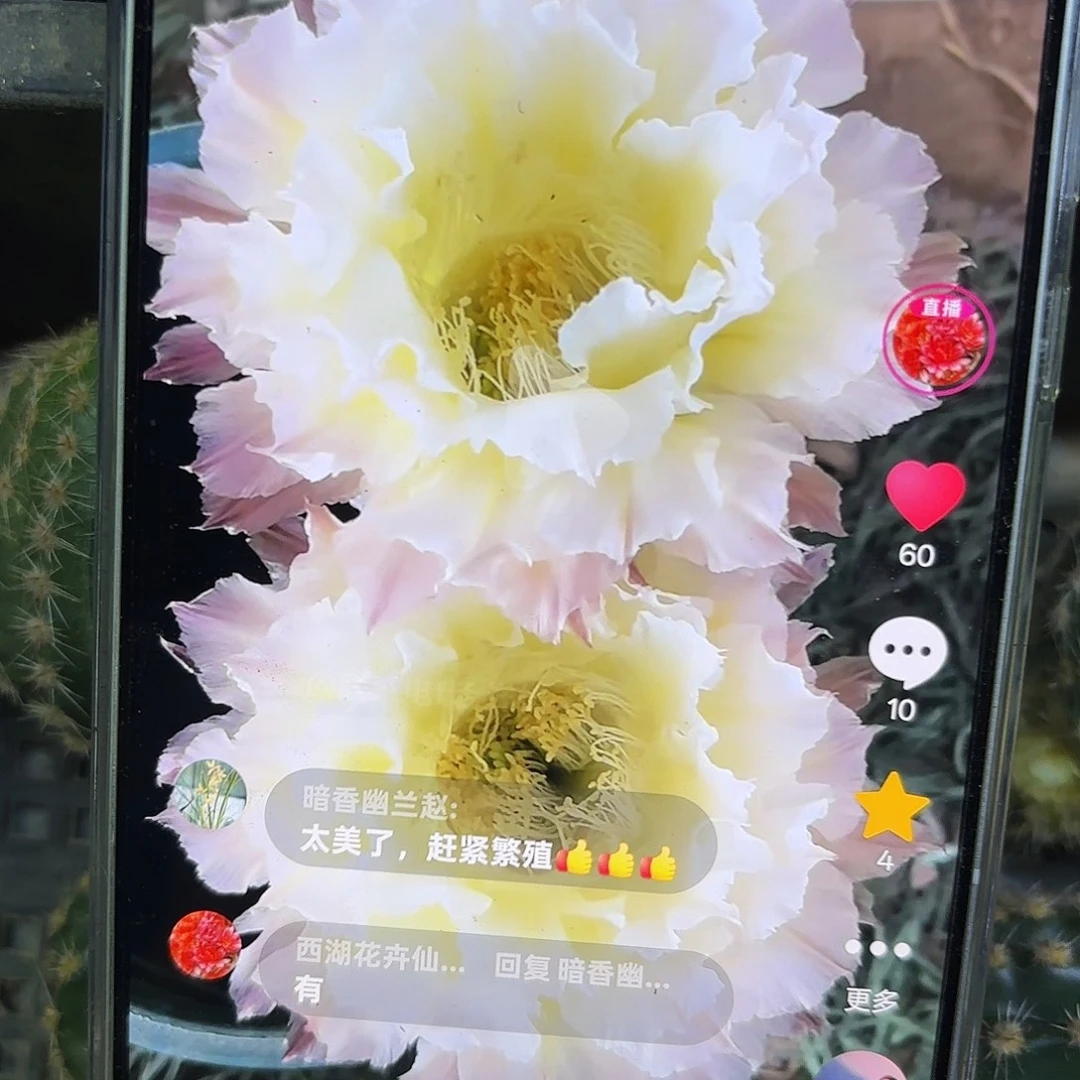 白可可彩5-6公分侧牙20包邮26