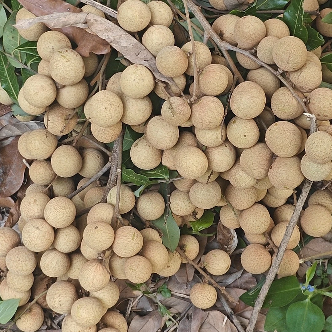 泸州特产 新鲜桂圆 多汁肉嫩