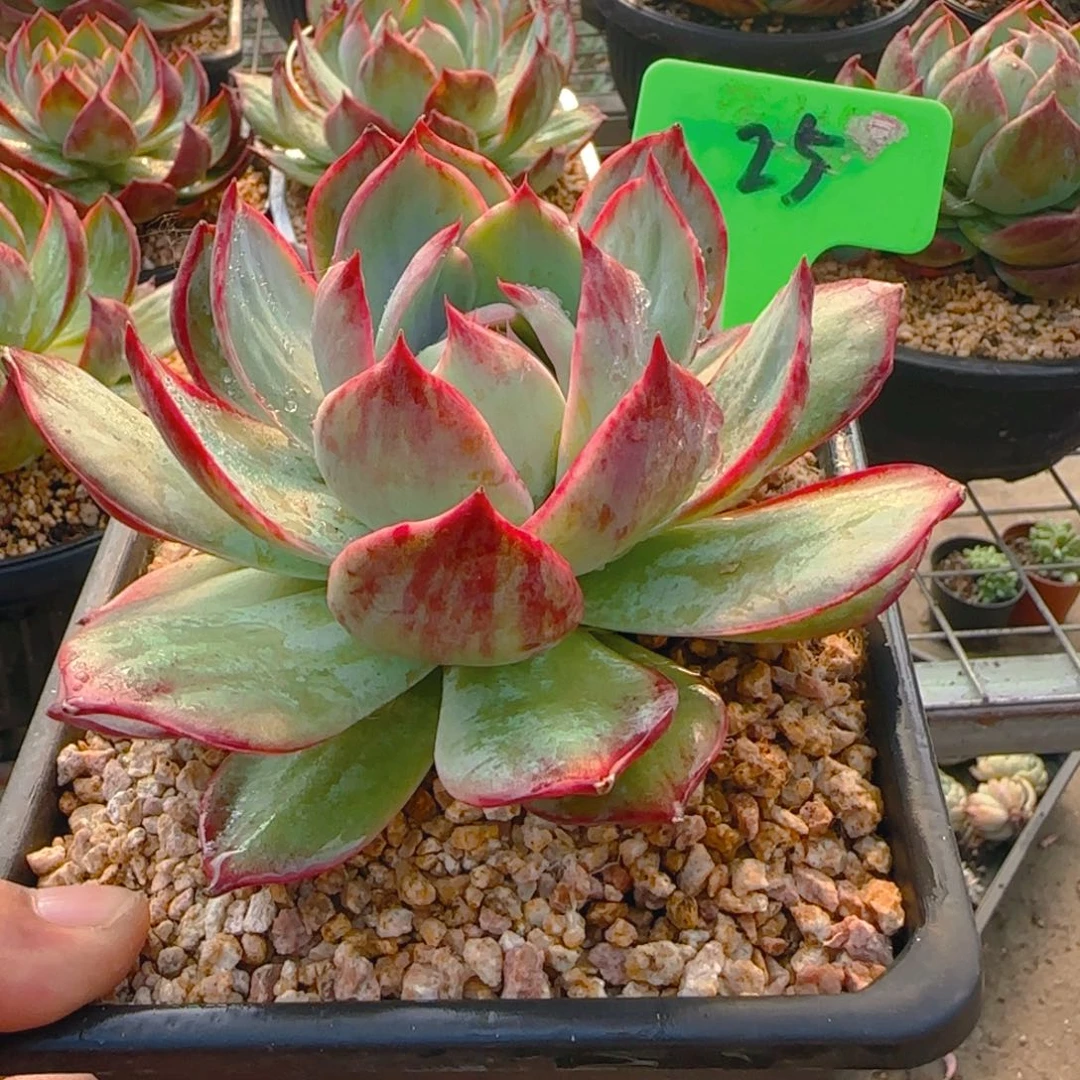 组合套餐编号25号