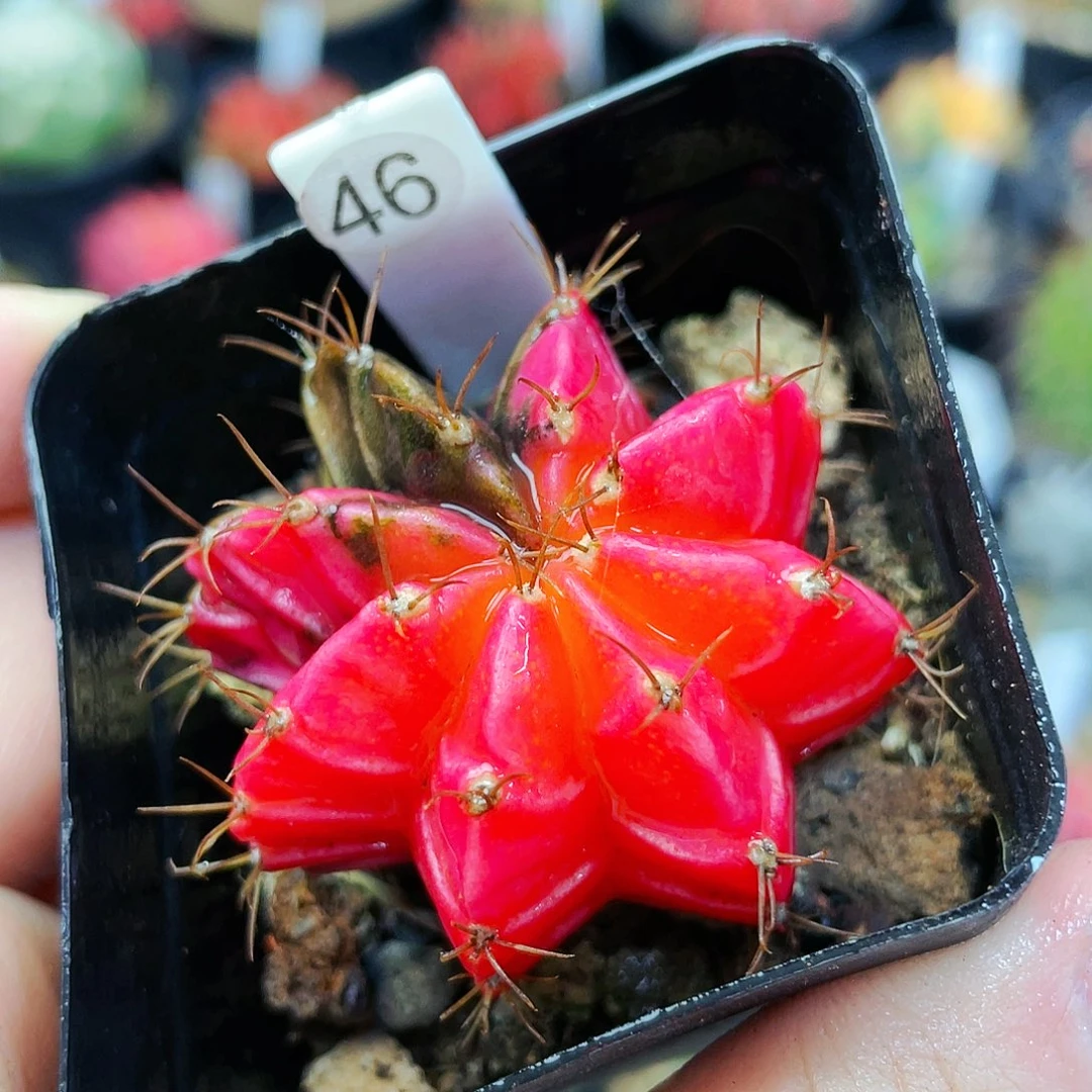 干吧非偏远地区满25裸根发货仙人球