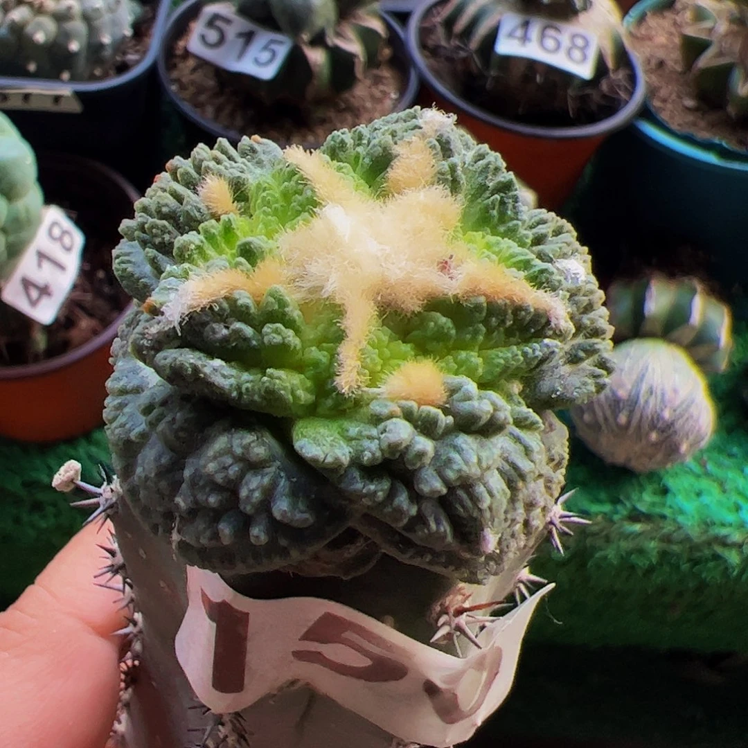 无花朵龟甲牡丹158