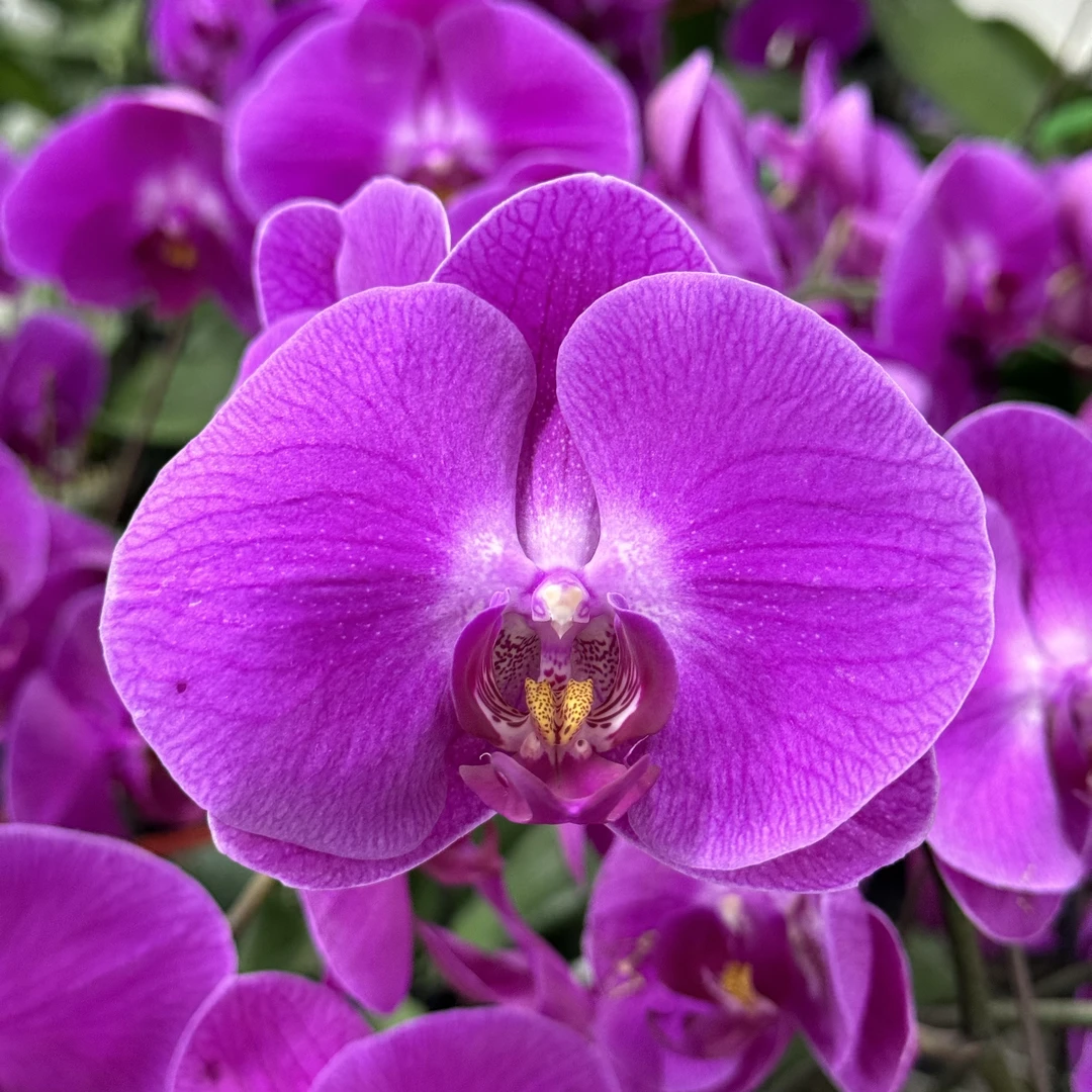 蝴蝶兰【牛魔王】轻微掉花叶损全花发货