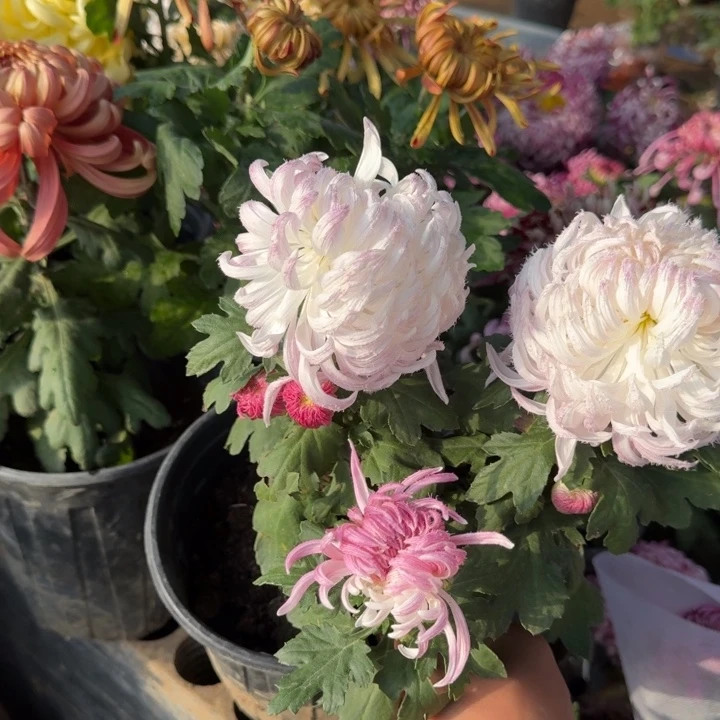 小***.完全开放鹅毛粉黛