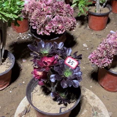 花蝴蝶砍过一物一拍