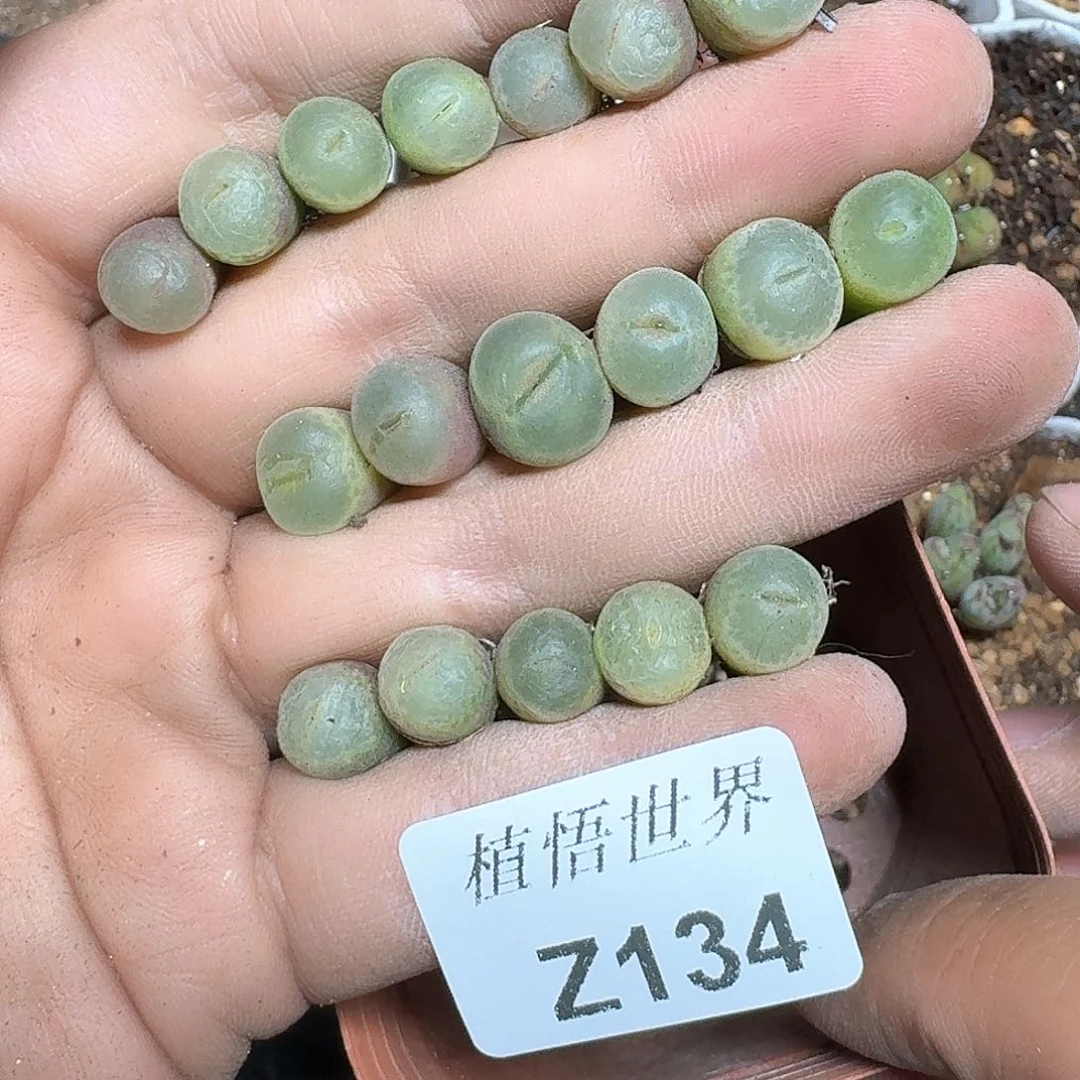 1颗一组量拍多肉植物哇c