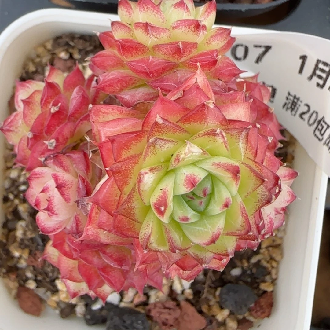 花语逸境0124-207