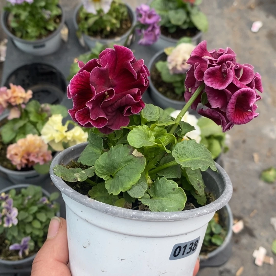 完全开放0138号不售后