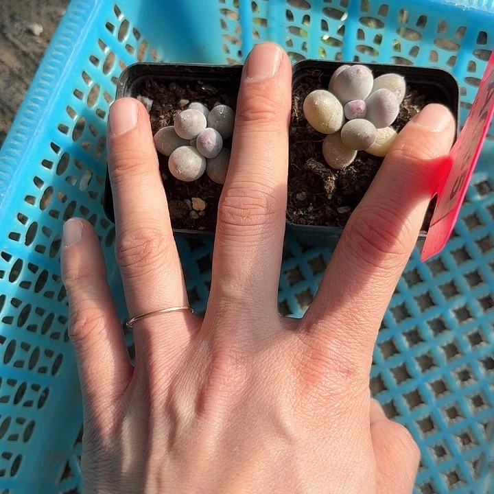 骑****女z j s j s j j d b 035