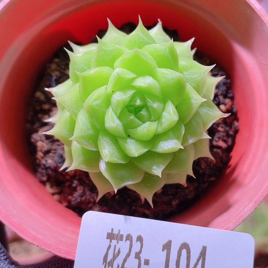 花利美23-104麦秆
