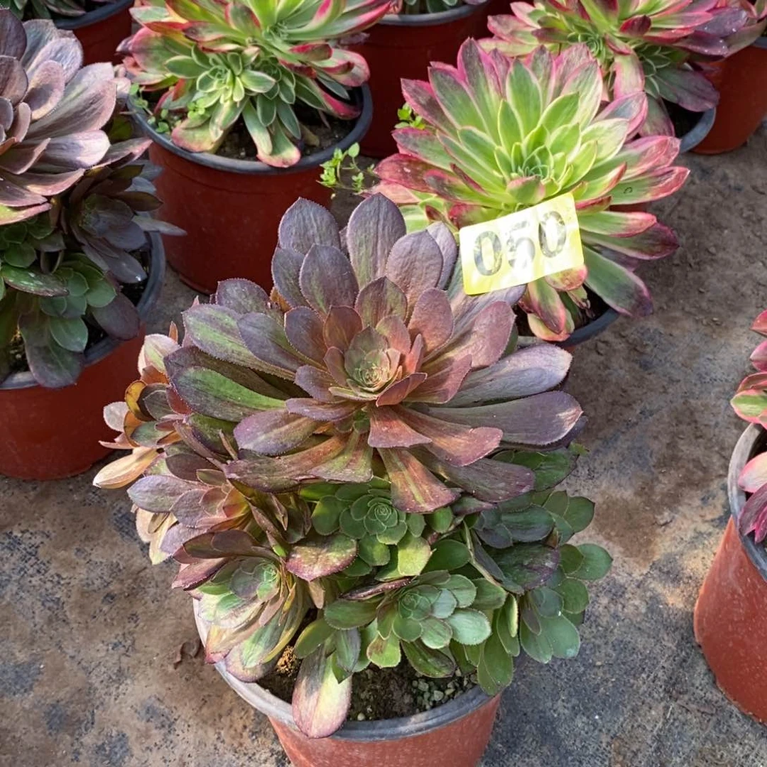 花月夜多肉法师050嫩庄