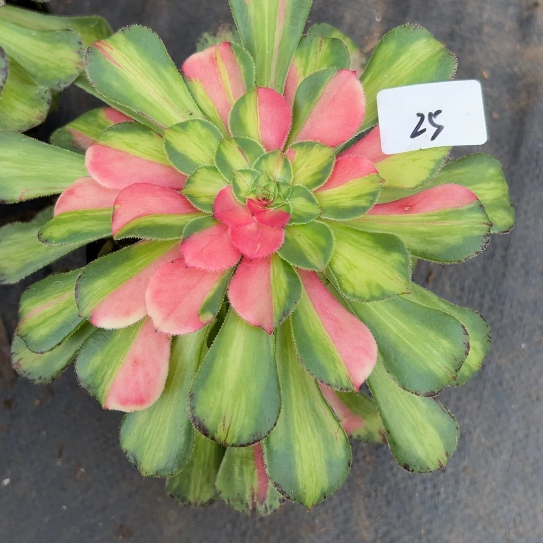 25知否多肉植物系植物