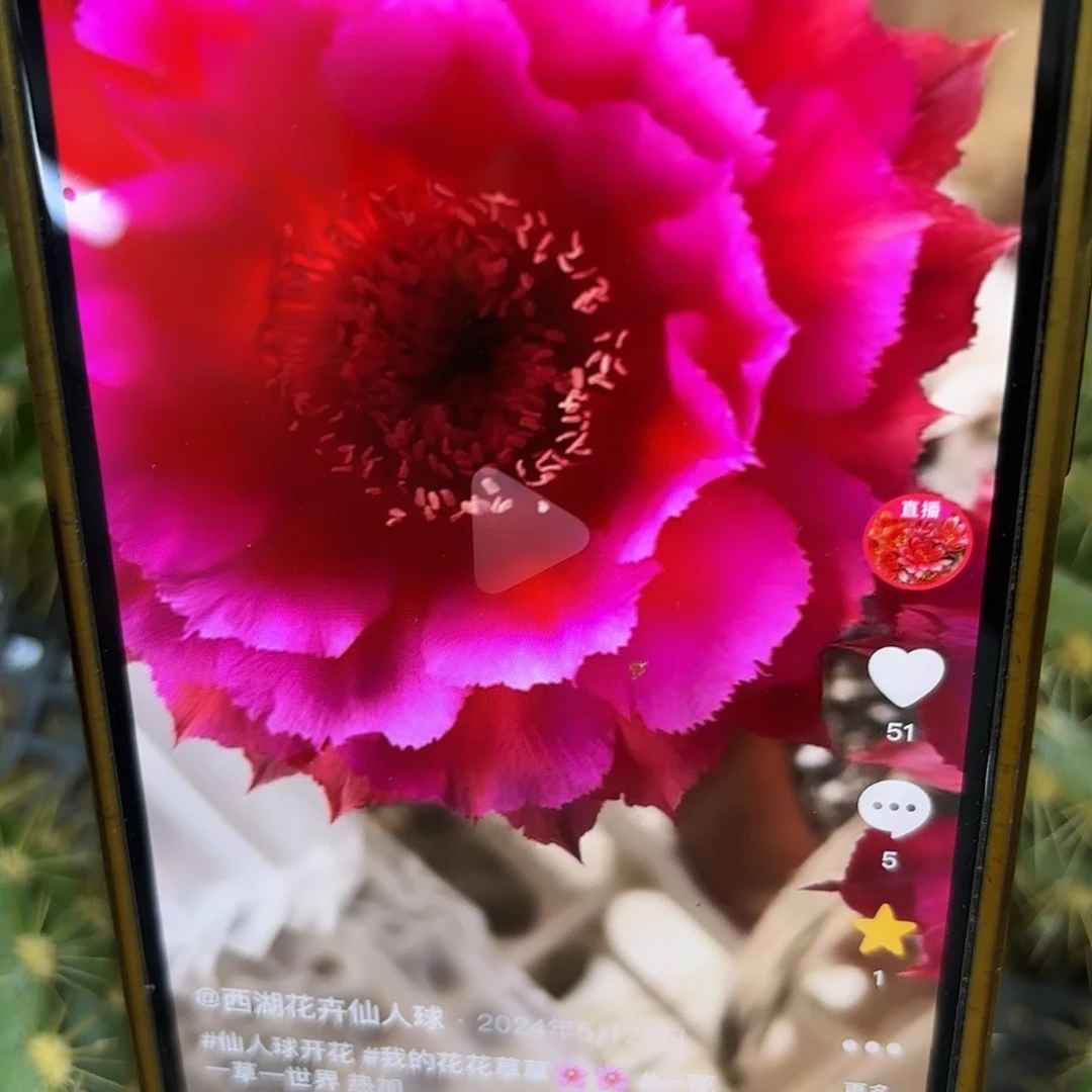 热加彩侧牙侧牙20包邮瑕疵11