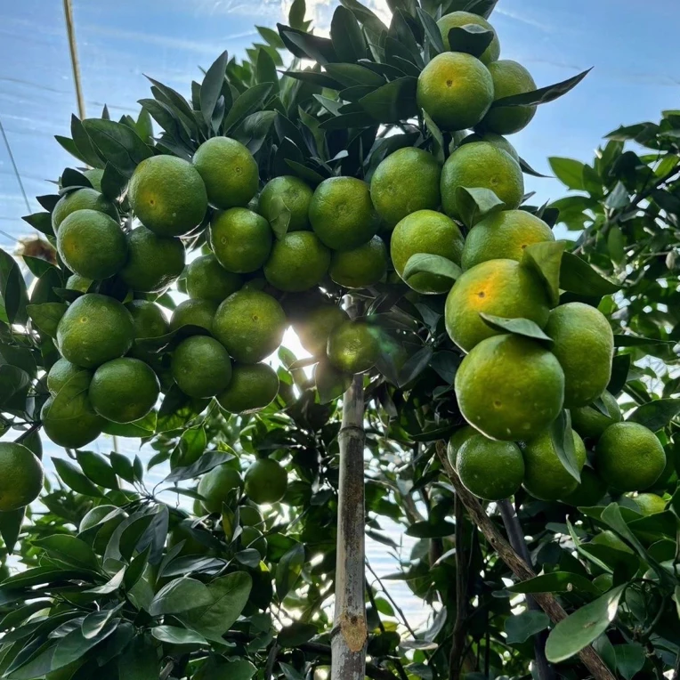 青皮蜜桔皮薄多汁新鲜应季水果5斤装泡沫箱发