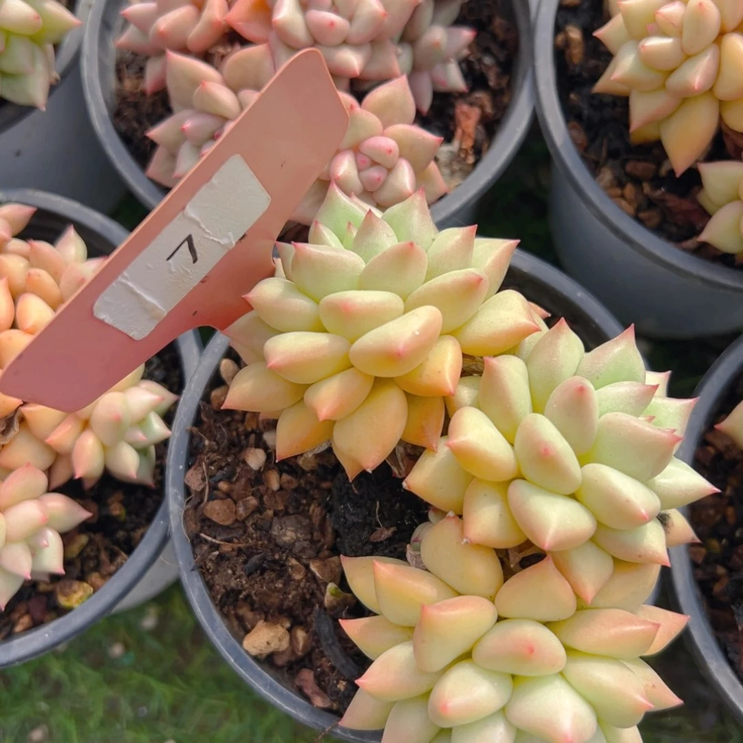 香玉等多种名贵的产品和