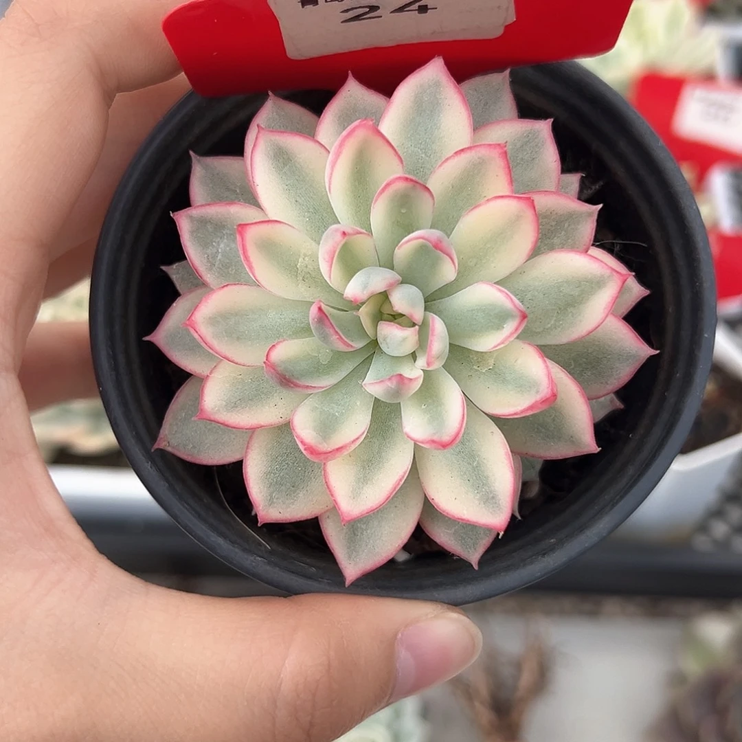 24号女雏锦多肉植物