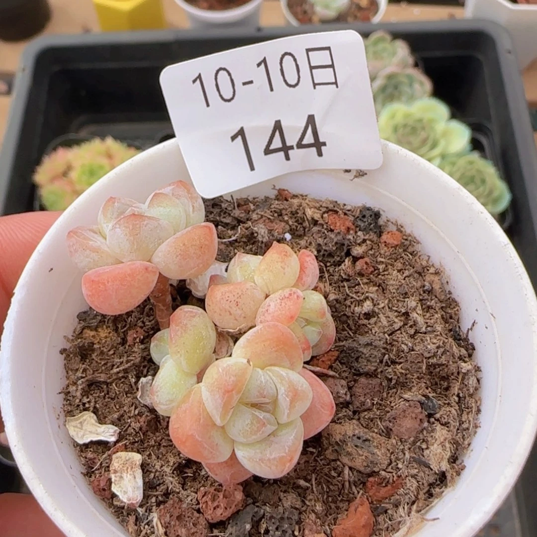 冰玉五头一颗脱土发货微瑕疵