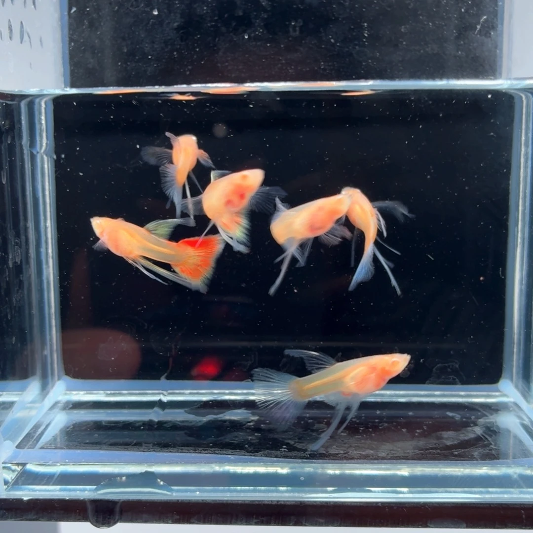 孔雀鱼蓝白玻璃体长工6条（18）